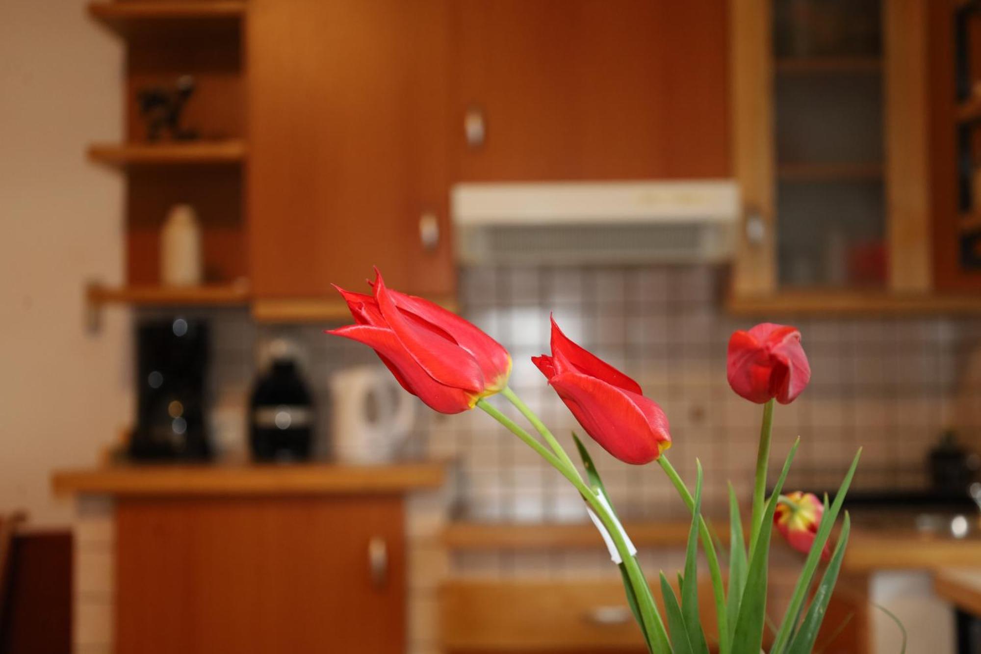 Apartment Norma Bovec Eksteriør billede